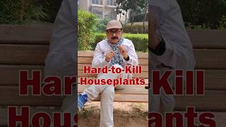 TOP 6 Hard To Kill Plants  Easy to Grow House Plants for Beginners gardeningforbeginners [upl. by Melan]