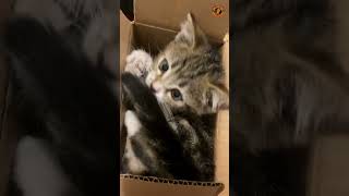 Cutest Kitten Plays in The Box  cats catlover funny [upl. by Grefe786]