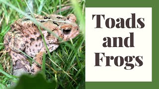 Interview with Daniella of Toads N Frogs Your Questions Answered [upl. by Ysus]