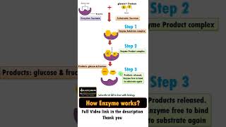 How Enzymes work  Bioshorts from biologyexams4u [upl. by Ymmat]