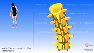 La vértebra lumbar [upl. by Melisandra]