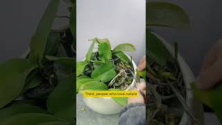 Orchid pruning tips garden gardening plants [upl. by Findley]