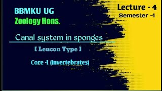 Leucon type Canal system in sponges  BSc Ug  Zoology Hons  BBMKU [upl. by Avery]