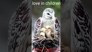 Subhanallah Alhamdulillah wala ilaha illallahshotviralBird in love children [upl. by Etteuqaj]