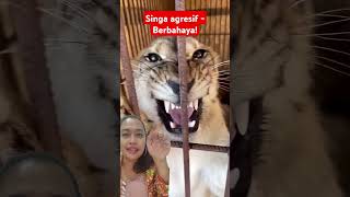 lion angrylion animals tiger bigcat cat viralshort shortviral viralvideo viral funny [upl. by Rehtaef814]