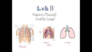 Gross Anatomy  Lab 11 Thorax Pleural Cavity Lungs Review [upl. by Pazit]