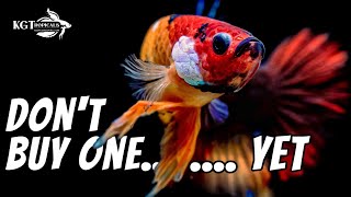 Dont Buy A Betta Fish YET Watch This First [upl. by Yblehs]