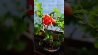 DWARF POMEGRANATE Blooms FASTER Than Regular Ones [upl. by Coleman]