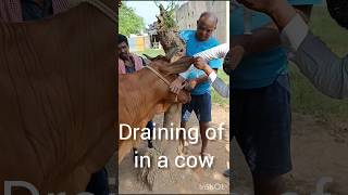 Draining of a cow Treatment of actinomycosis Treatment of abscess [upl. by Ynots374]