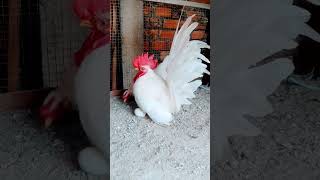 My White Bantam shortvideo chicken bantam cuteanimal viral backyardchickens viral reels [upl. by Ahsropal]