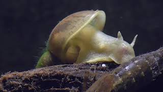 Watersnail and dragonfly nymph Wasserschnecke und Libellenlarve [upl. by Roswald960]