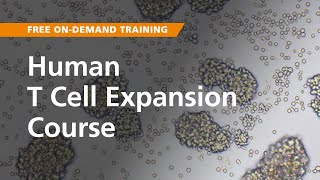 OnDemand Training Human T Cell Expansion [upl. by Mayhew]