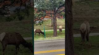 Elks down the street  Estes Park Colorado estespark elks colorado rockymountainnationalpark [upl. by Analihp]