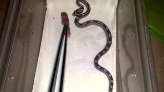 How to get a hatchling corn snake to eat 33 [upl. by Masterson]