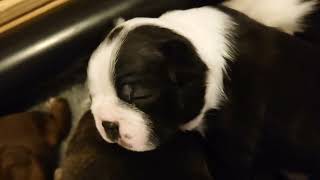 Pupdate 20 days old httpswwwpets4homescoukclassifiedsyvje63djkbostonterrierpuppiessou [upl. by Jenifer880]