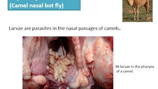 Online Myiasis II mp4 [upl. by Schreiber460]