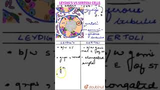 Leydig vs Sertoli Cells [upl. by Leirrad791]