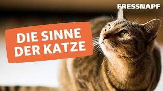 Die Sinne der Katze I FRESSNAPF [upl. by Idnarb729]