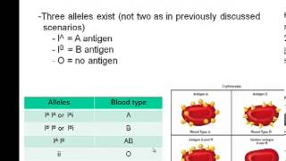 Chapter 8 Part I Multiple alleles codominance incomplete dominance [upl. by Starks]