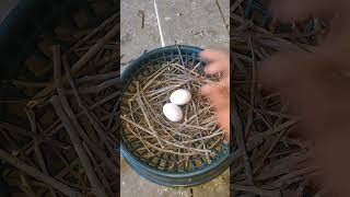 Pigeon making nest pigeon kabootar [upl. by Richmal]