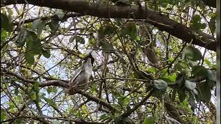 White Winged Dove mating dance and call [upl. by Ginzburg]