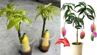 Good propagation method using banana and coca as stimulants to make mango trees germinate quickly [upl. by Cerf]