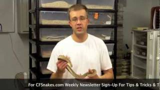 Western Hognose Snake Expert Chad Wants To Help You [upl. by Ayekal618]