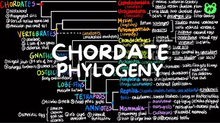 Chordate Phylogeny  Evolution amp Phylogeny 08  Biology  PP Notes  Campbell 8E Ch 43 [upl. by Thaddeus]