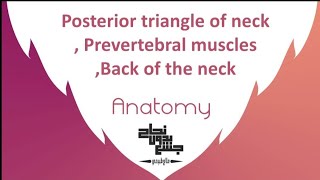 Post triangle of neck  prevertebral muscles  back of neck  lecture 10   part 1 anatomy 2 [upl. by Morgan]