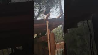 Chicken jumps off Roof [upl. by Giovanna]