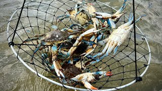 Loading Up on BLUE CRABS Using Nets  Crab Catch and Cook [upl. by Gerri]