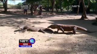 Destinasi Keindahan Wisata Pulau Komodo  NET12 [upl. by Mairym292]