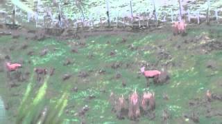 Sako 223 head shooting a feral spiker  a deer farm New Zealand [upl. by Retlaw]