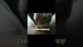 Chippy Chippy Meme Song lyrics  Funny Cat Video [upl. by Lardner]