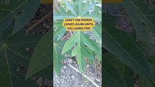 Dont use papaya leaves again until you learn this [upl. by Sokim]