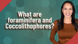 What are foraminifera and Coccolithophores [upl. by Champagne126]