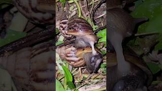 Closeup of snails mating  the life of all things snail [upl. by Lloyd61]