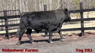 Ridenhour Farms Tag  E81KENTUCKY BLUEGRASS GELBVIEH INVITATIONAL SALE [upl. by Uriel]