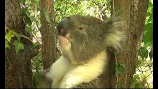 A Thirsty Koala Returns and Sneezes [upl. by Eciruam]