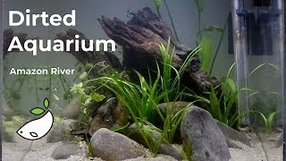 Dirted Aquascape of an Acrylic Cube Aquarium  Amazon River Biotope [upl. by Acimat]