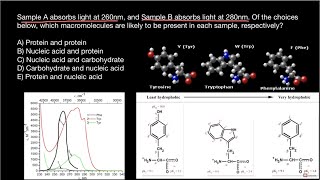 Ultraviolet absorbance by proteins [upl. by Reppart]