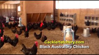 Black Australorp Chicken Breed Breeder Flock  Cackle Hatchery [upl. by Amsden]