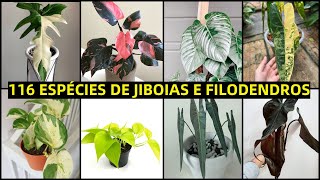 Planta Jiboia Epipremnum  Filodendro Philodendron 116 espécies e suas identificações [upl. by Lamoureux]