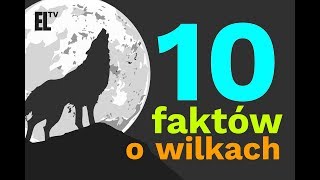 10 faktów o wilkach [upl. by Gnem]