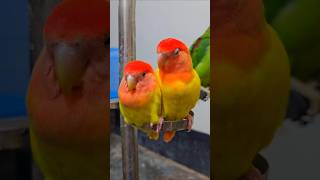 How to sleep your lovebirds  Lovebird Sounds Singing short shorts [upl. by Ardua575]