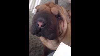 Shar Pei crying [upl. by Idzik]