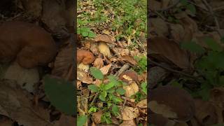 Boletus Family funghi porcini seta cogumelo mushroom ciuperci pilze [upl. by Neitsirk]