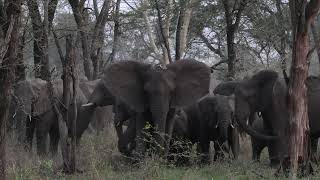 Elephants in Gorongosa NP Mozambique [upl. by Chip]