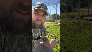 Mossy Oak Nativ Nursery nativeplants conservation mossyoak [upl. by Attelrac259]