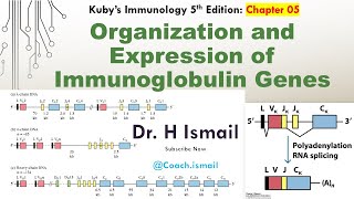 Organization amp Expression of Immunoglobulin Genes  Antibody Diversity  Immunology Tutorial [upl. by Elletsyrk]